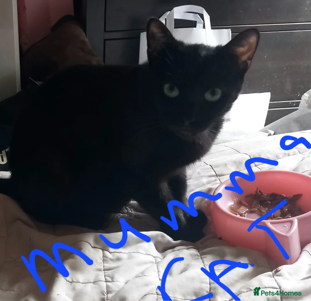 Domestic Shorthair cats for sale: Kittens in Livingston - Advert 15