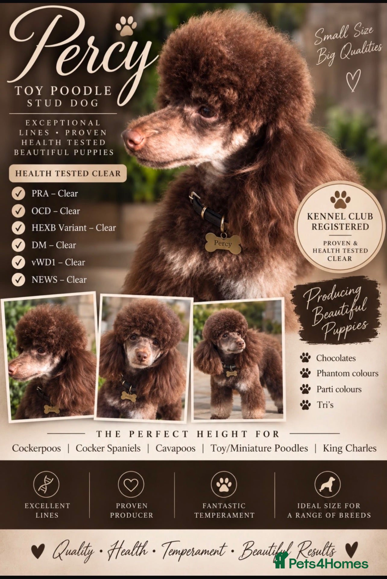 Toy Poodle dogs Percy KC Chocolate Phantom Toy Poodle Stud - Advert 11