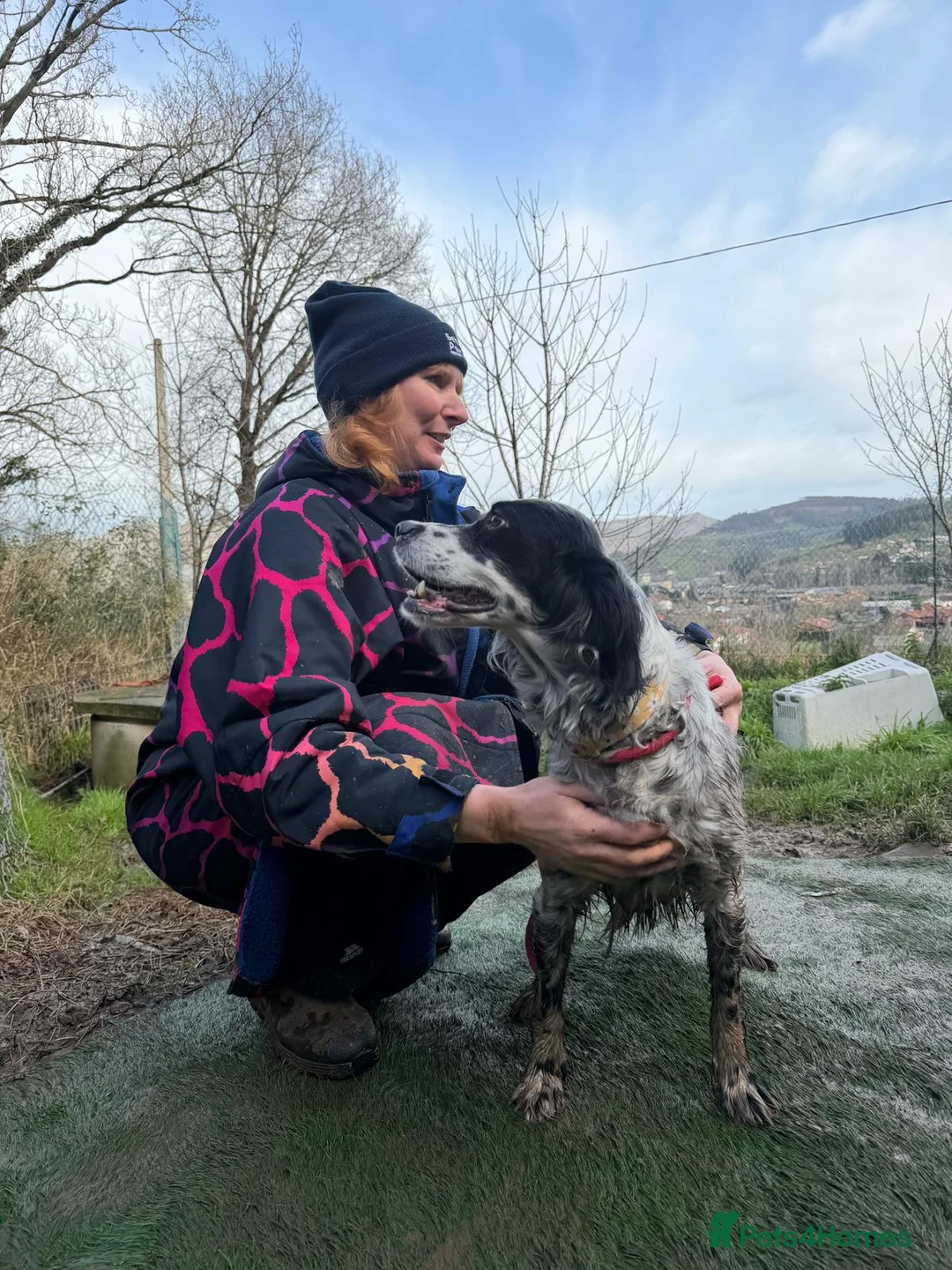 English Setter dogs for adoption: Kora  - Advert 6