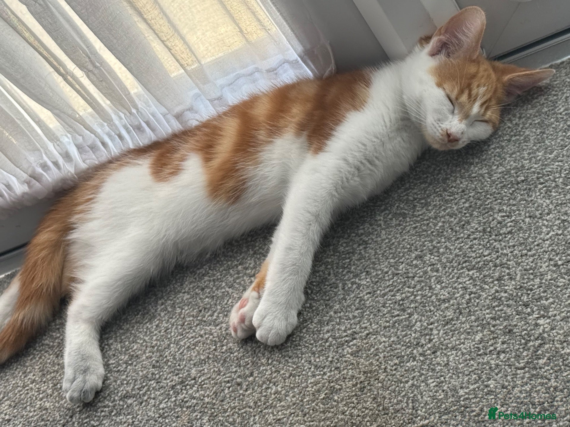 Mixed Breed cats Beautiful white and ginger male kitten - Advert 2