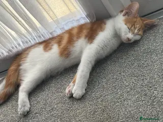 Mixed Breed cats Beautiful white and ginger male kitten - Advert 6