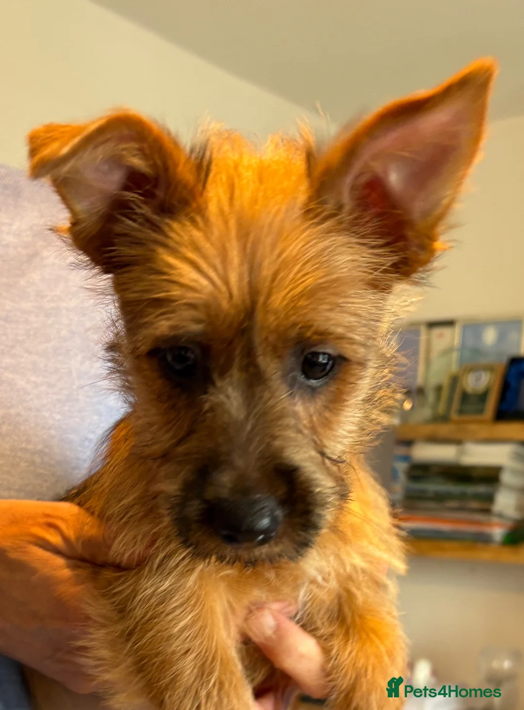 Australian Terrier dogs for sale: Australian Terrier (Red) male puppy in Worcester - Advert 1