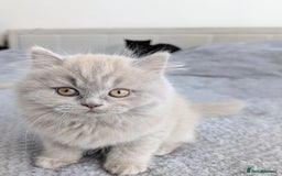 Scottish Fold cats for sale: Scottish fold kittens are looking for family🥰 - Advert 2