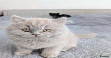 Scottish Fold cats - Advert 13