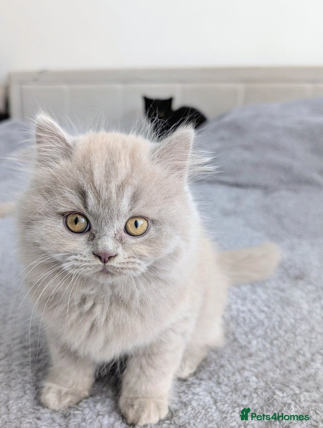 Scottish Fold cats for sale: Scottish fold kittens are looking for family🥰 - Advert 2