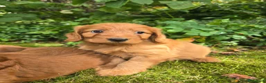 Cockapoo 2