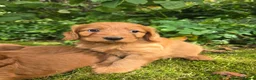 Cockapoo dogs for sale: F1 Fox red Miniature Cockapoo puppies in Preston - Advert 6