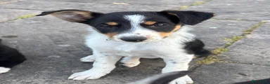 Meg