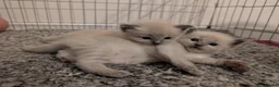 Ragdoll cats for sale: ✨🐾 STUNNING BLUE POINT RAGDOLL KITTENS – £600 🐾✨ - Advert 6