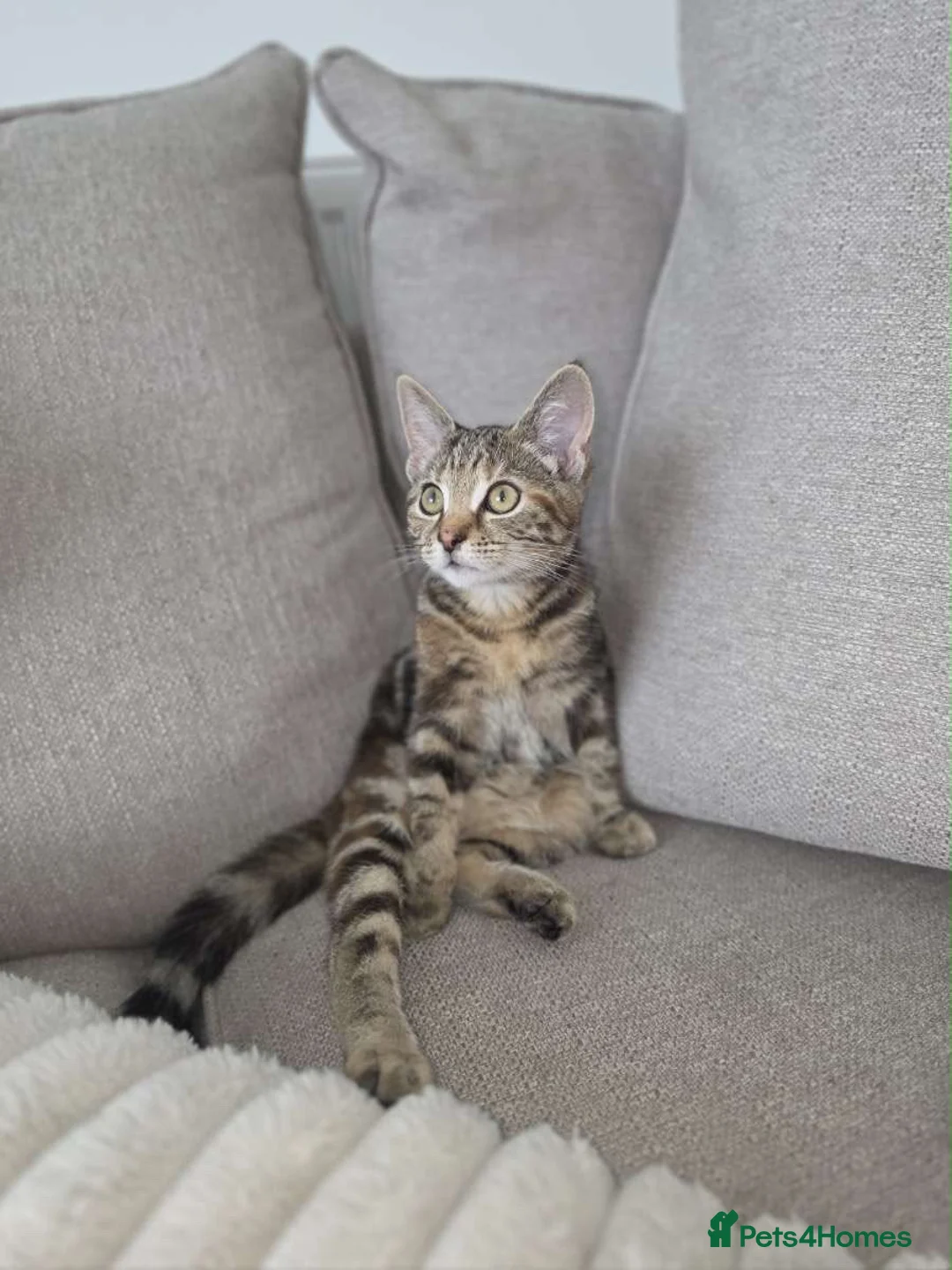 Mixed Breed cats for sale: Kitten for sale - Advert 2