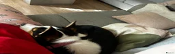 Border Collie dogs for sale: 4 year old collie looking for a new home  in Bangor - Advert 3