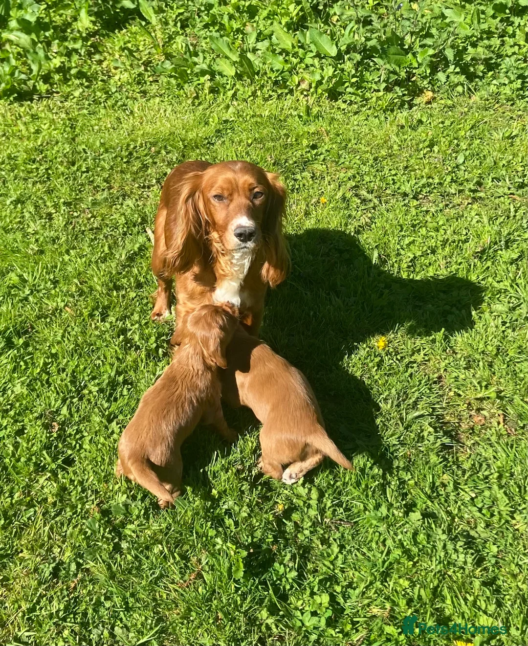 Cocker Spaniel dogs for sale: R.k.c registered working cocker spaniel pups  - Advert 6