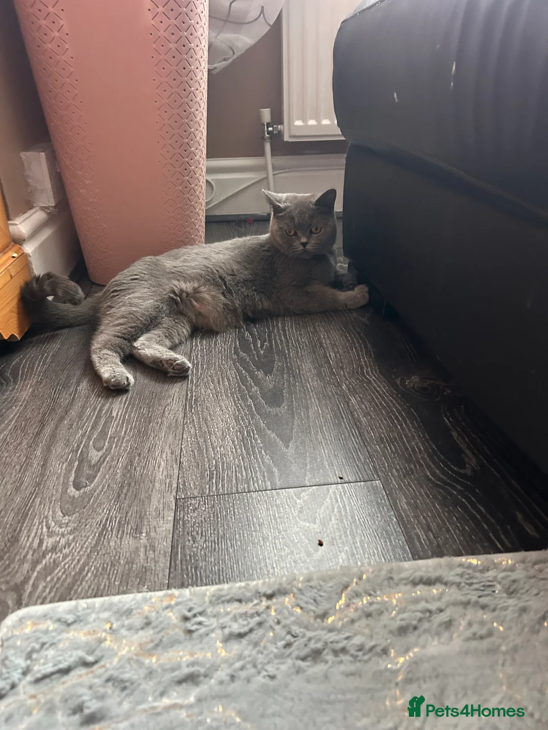 British Shorthair cats for sale: British Shorthair  - Advert 1