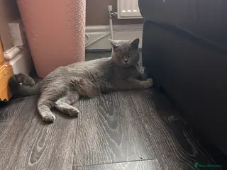 British Shorthair cats British Shorthair - Advert 1