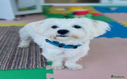Maltese dogs for sale: Maltese male 💙 - Advert 1