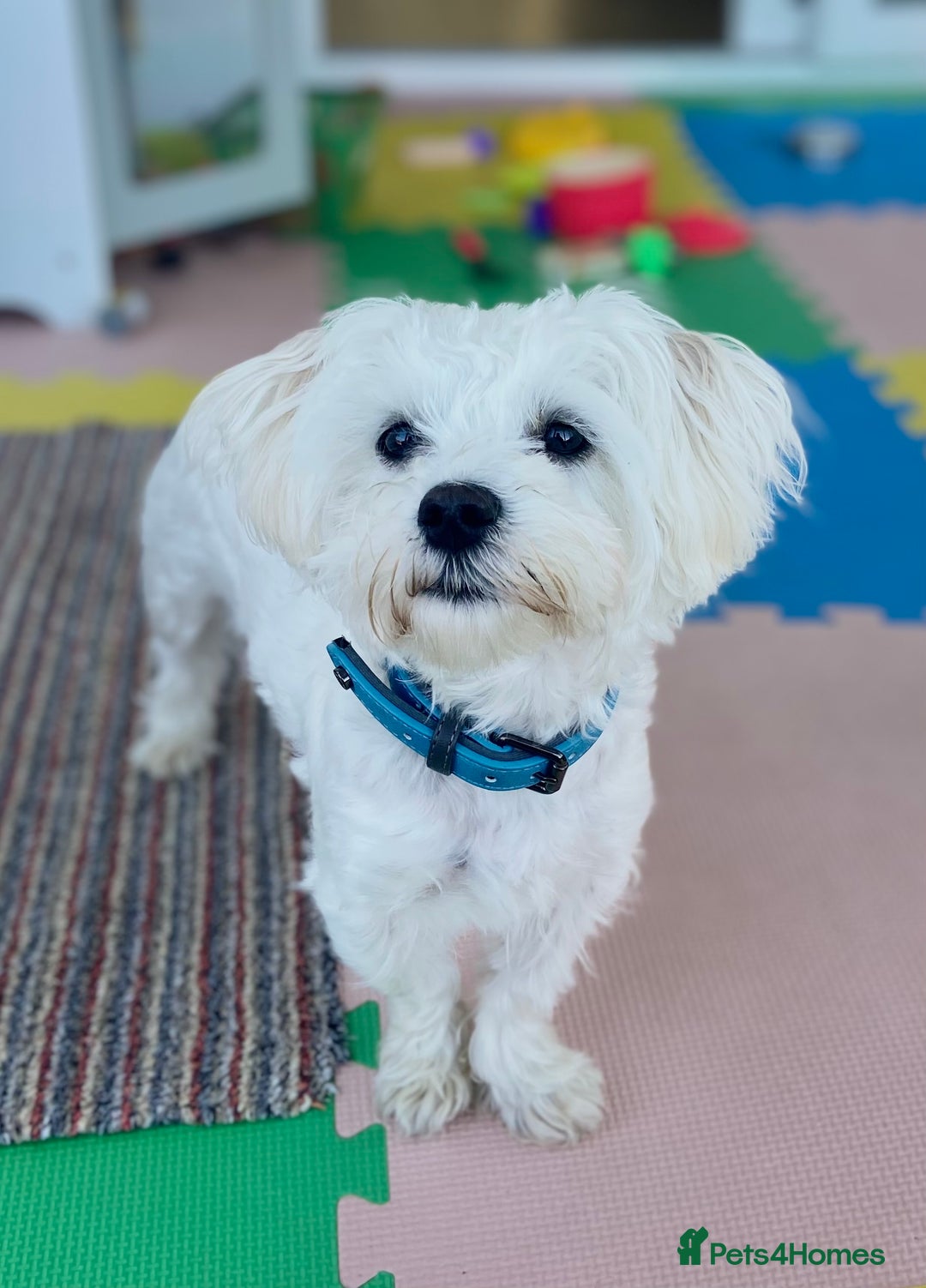 Maltese dogs for sale: Maltese male 💙 - Advert 1