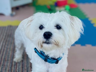 Maltese dogs Maltese male 💙 - Advert 10