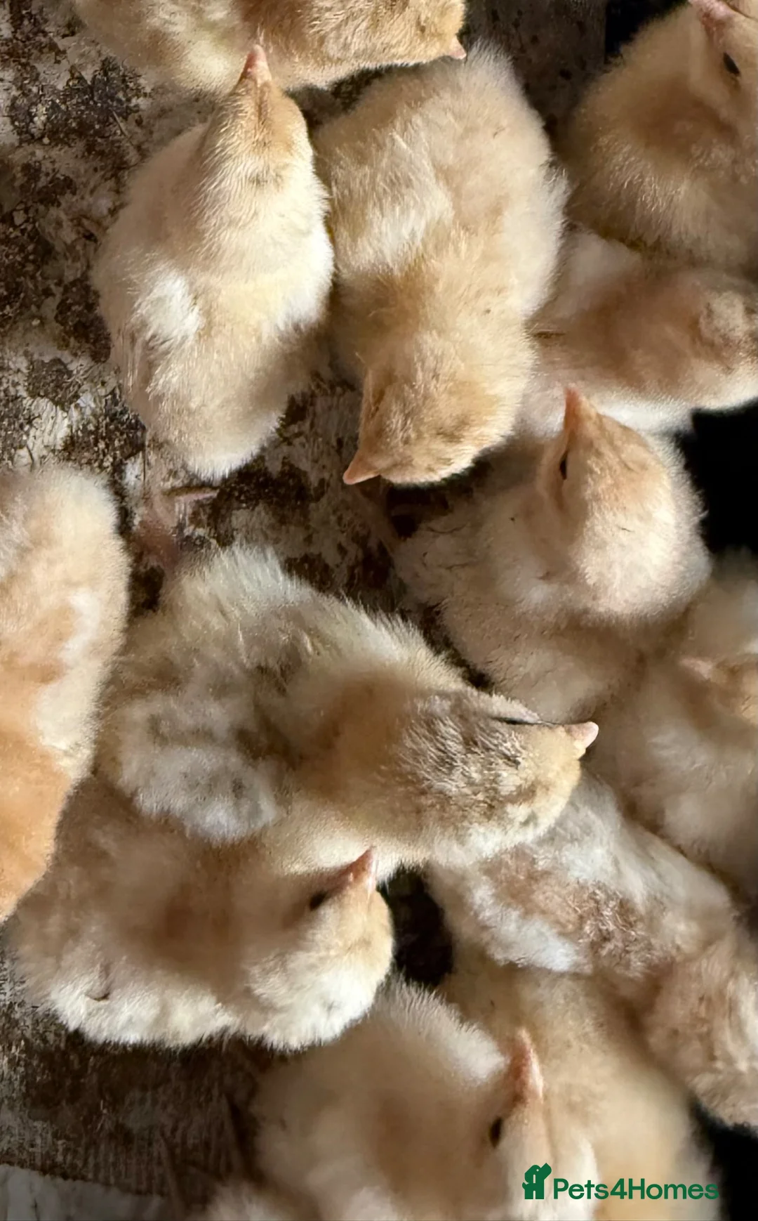 Chickens poultry for sale: 6 x buff Orpington hatching eggs - Advert 2