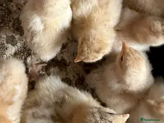 Chickens poultry 6 x Buff Orpington hatching eggs - Advert 17