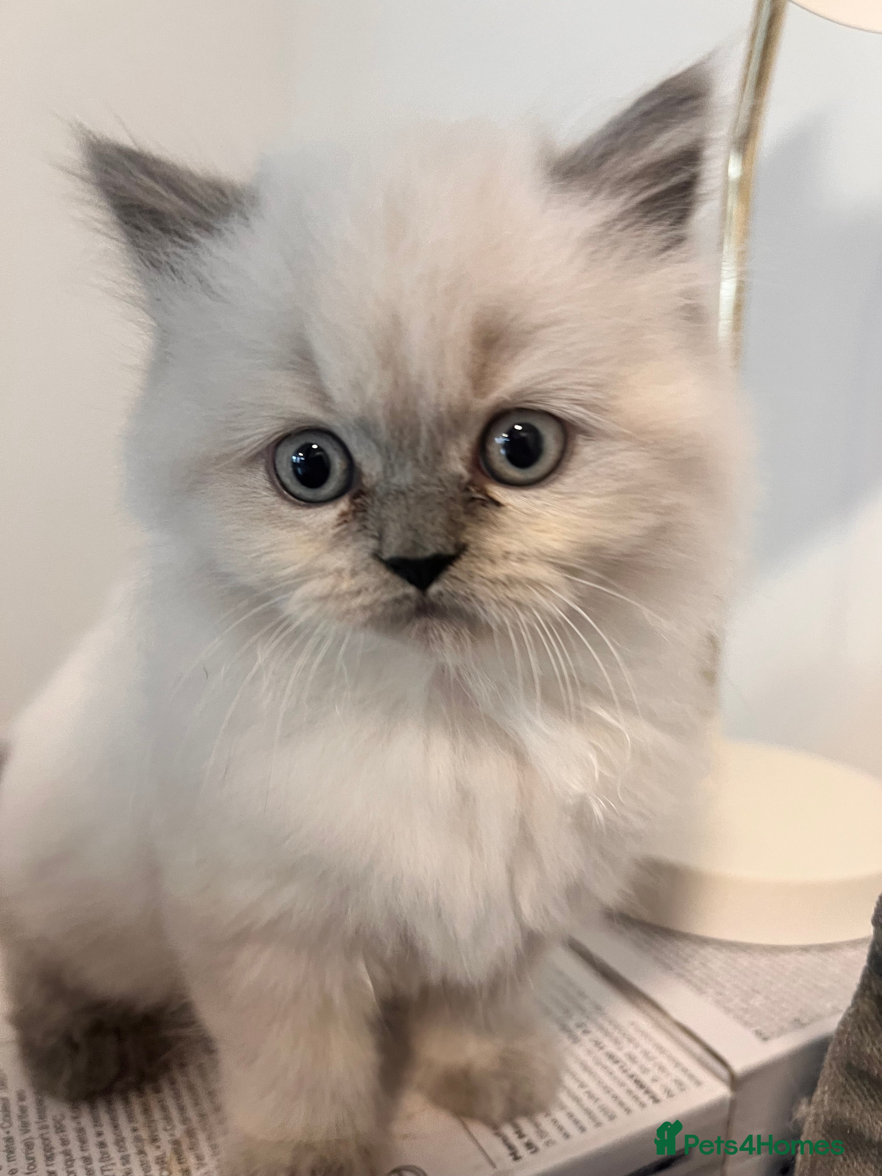 British Longhair cats Exquisite Kittens Persian Mum Registered BLH Dad - Advert 9