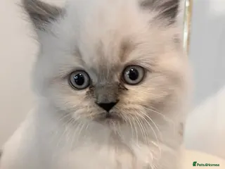 British Longhair cats Exquisite Kittens Persian Mum Registered BLH Dad - Advert 7