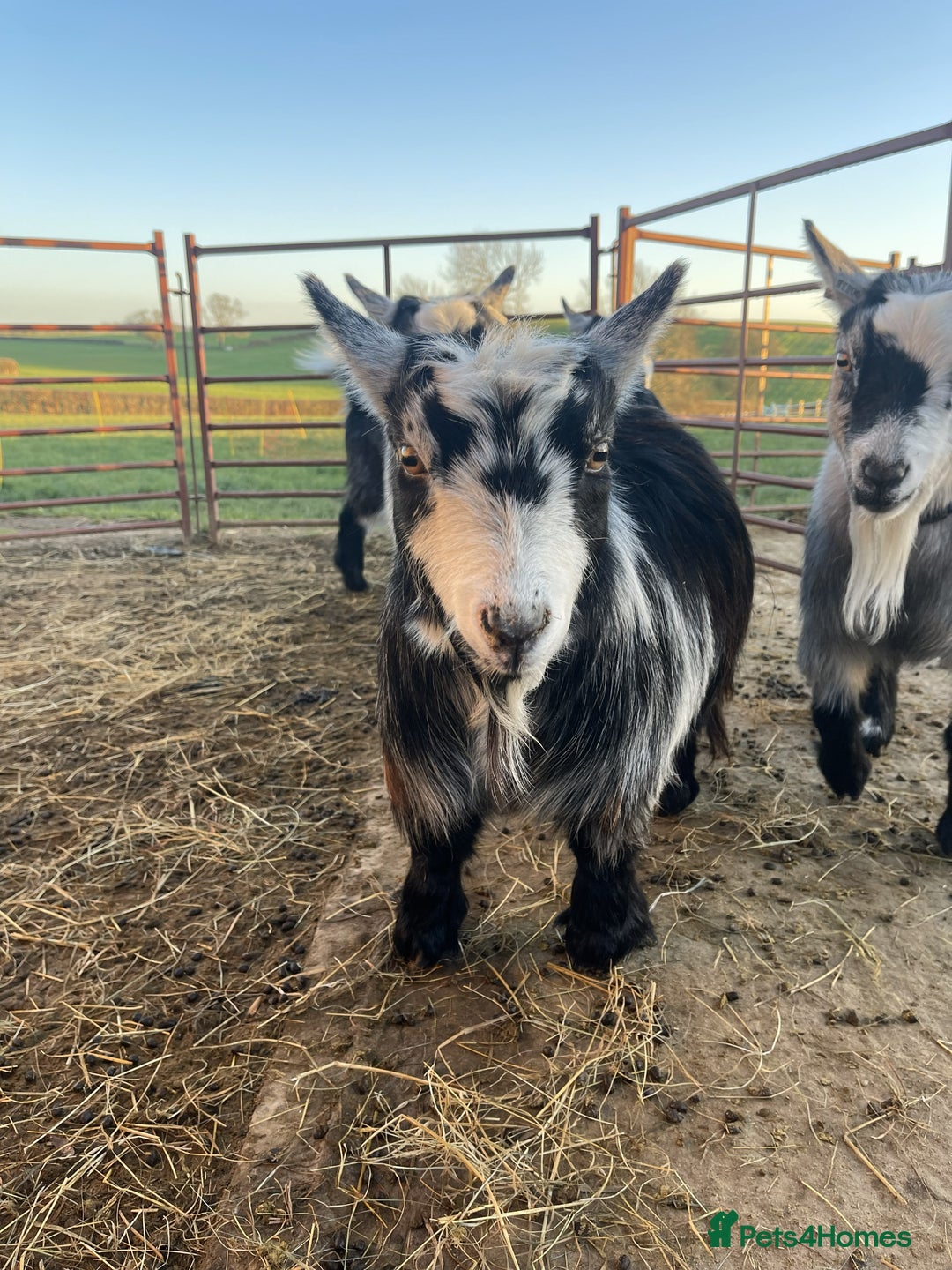 Goats livestock for sale: 4 Pygmy Goats for Sale – - Advert 3