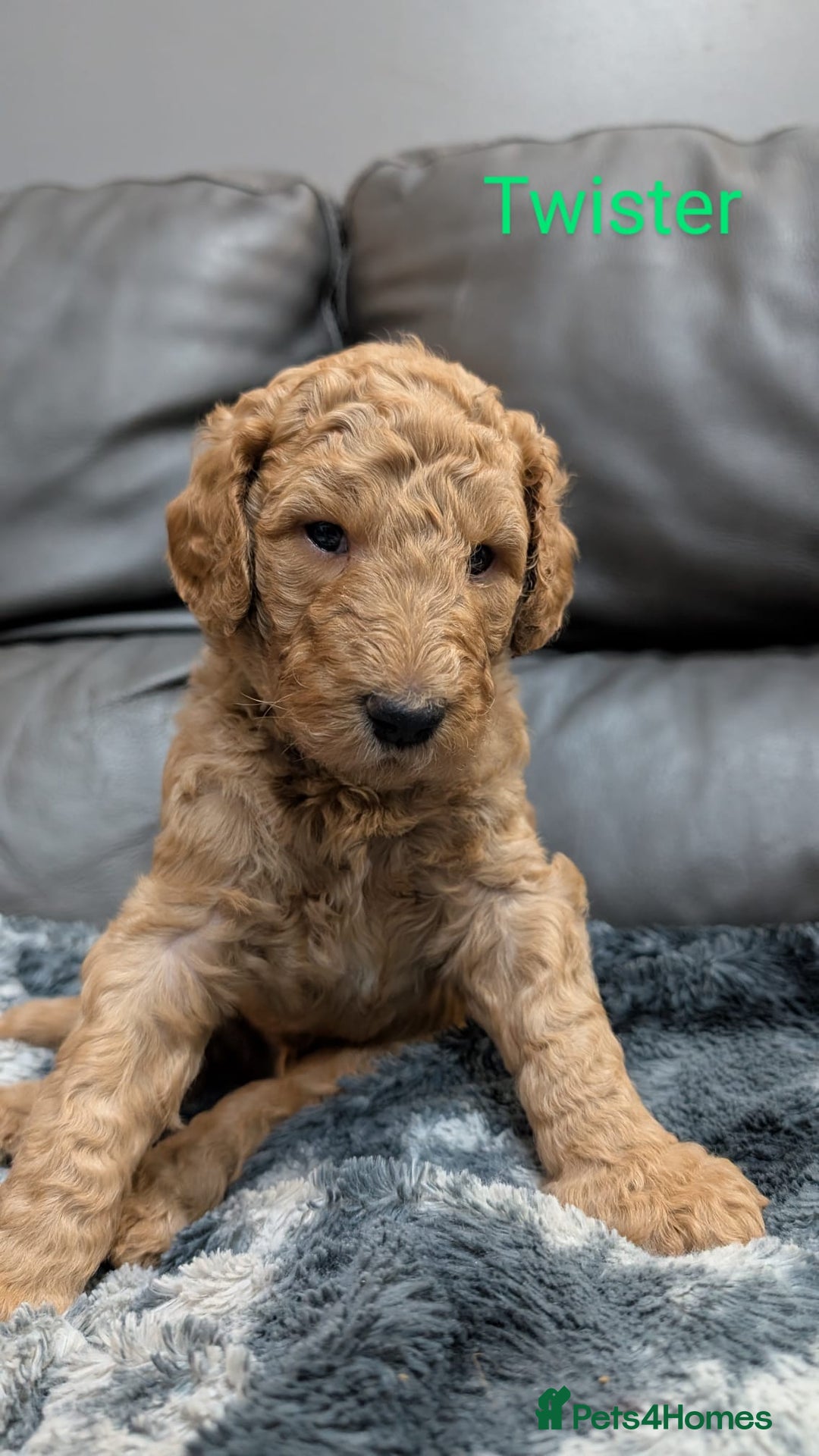 Goldendoodle dogs for sale: Gorgeous Goldendoodles  - Image 5