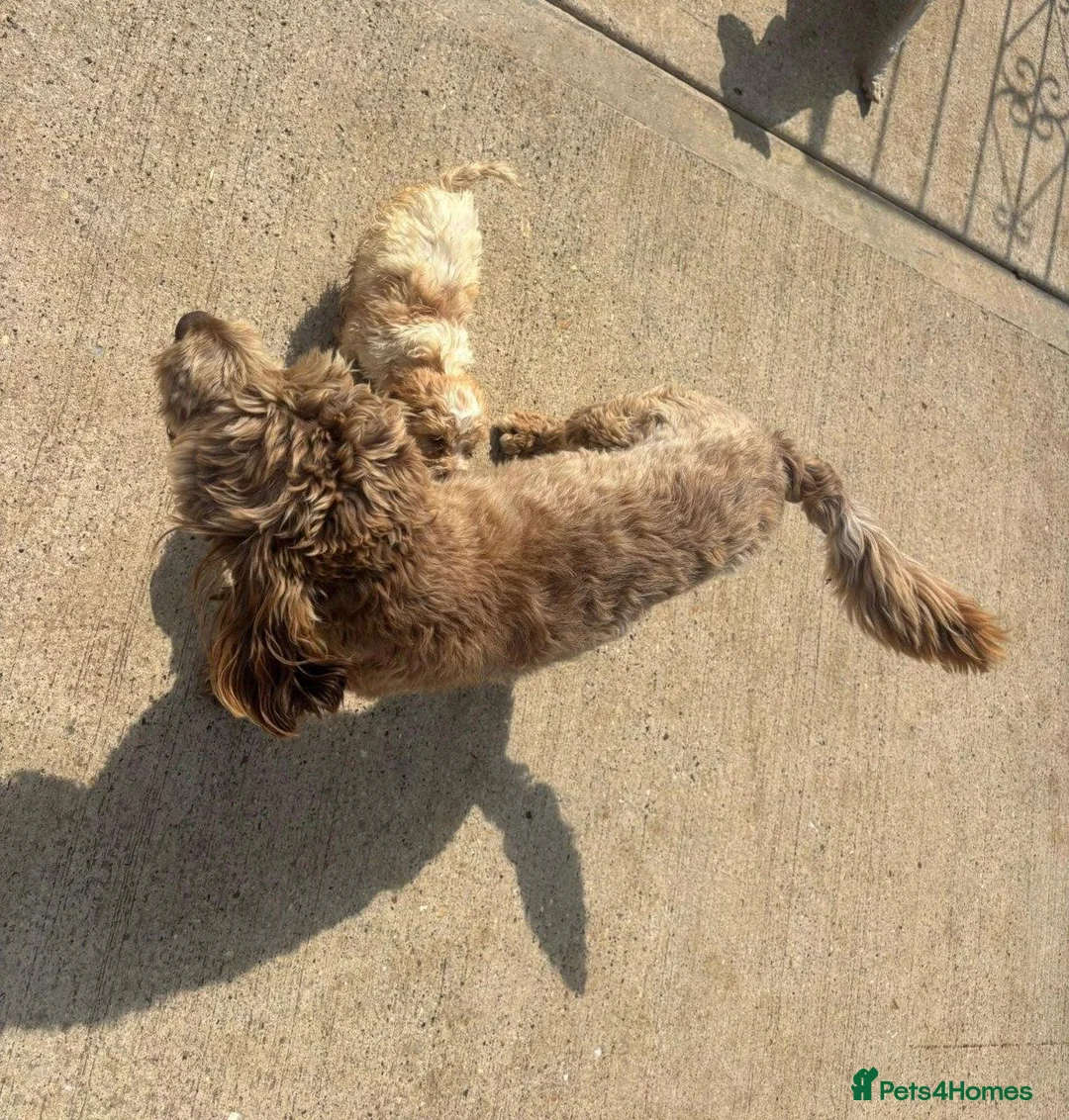Shih Tzu dogs for sale: Shih Tzu Puppies in Luton - Advert 1