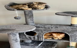 Domestic Shorthair cats for sale: Domestic shorthair kittens  - Image 3