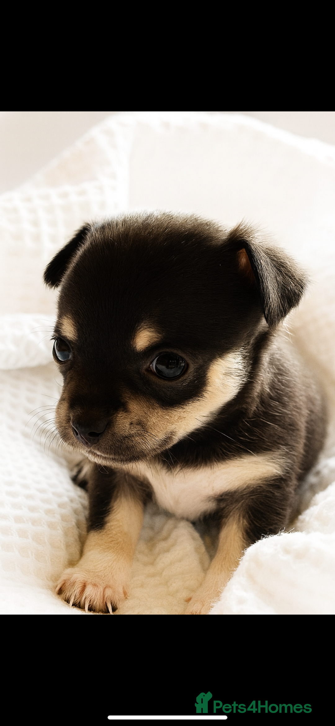 Chihuahua dogs for sale: 💛 Beautiful Chihuahua Pups – Ready 2nd Jan 26 💛 - Advert 2