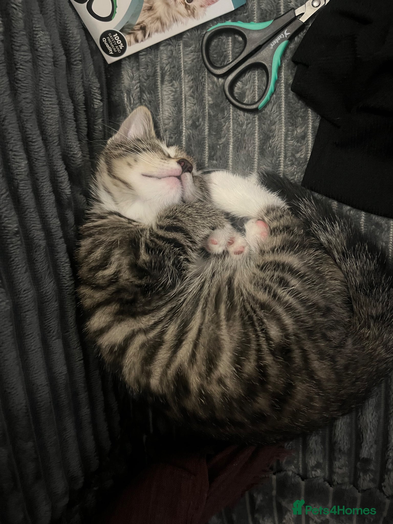 British Shorthair cats for sale: BEAUTIFUL FREE MALE KITTEN - Advert 5