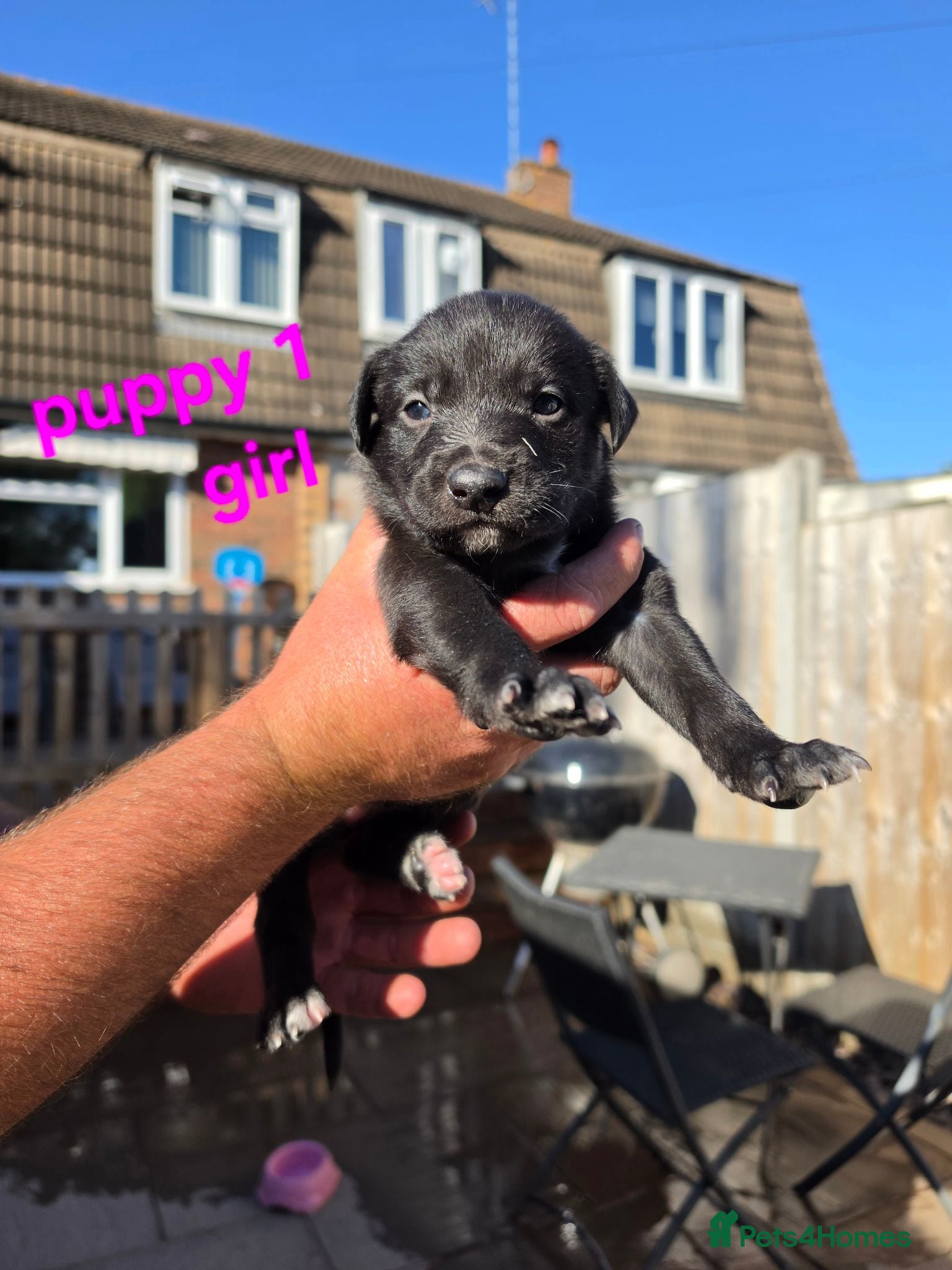 Mixed Breed dogs Lurcher  puppies  - Advert 2