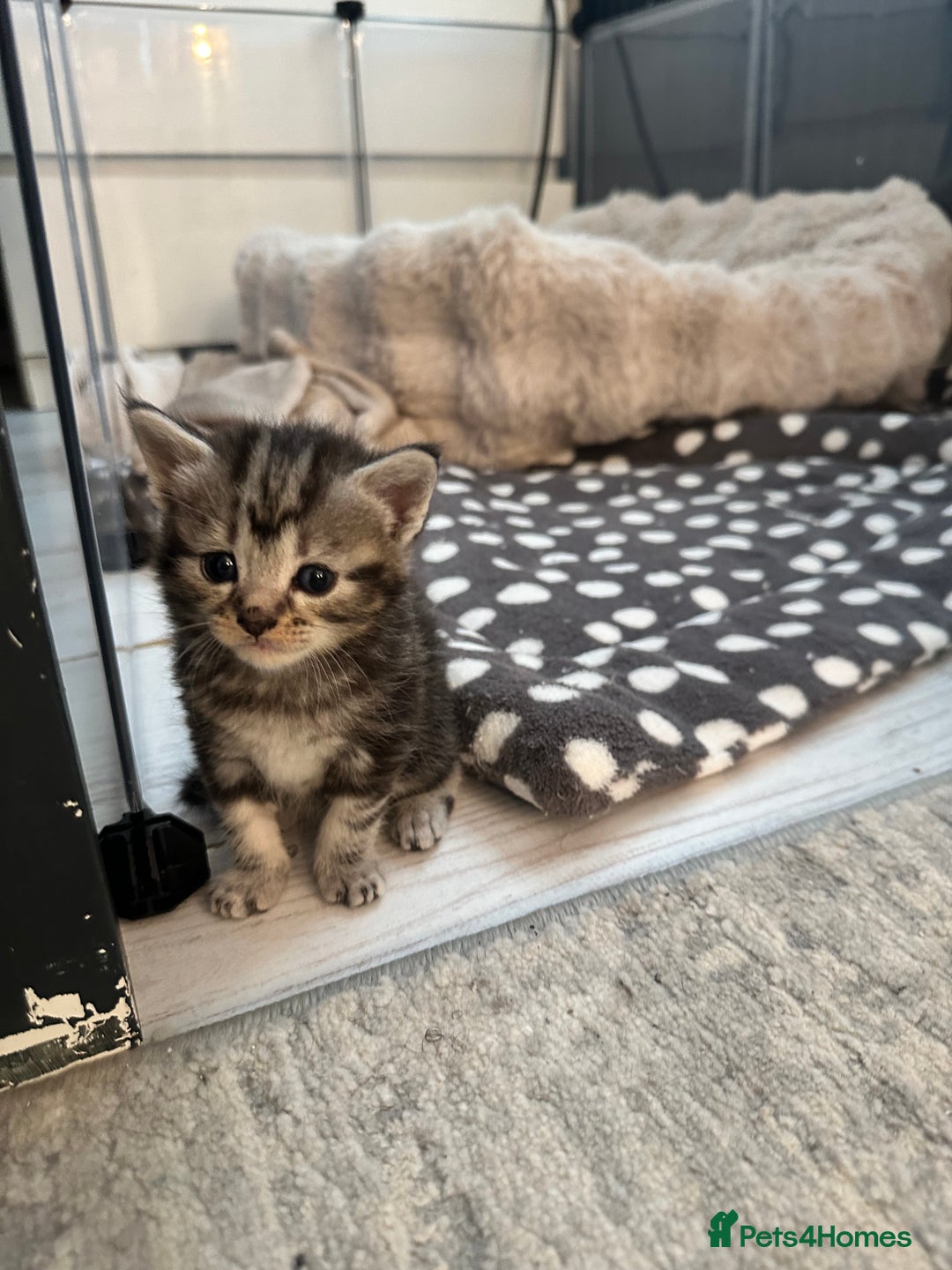 Maine Coon cats for sale: 5 MAINE COON X BABIES FOR SALE  - Advert 27
