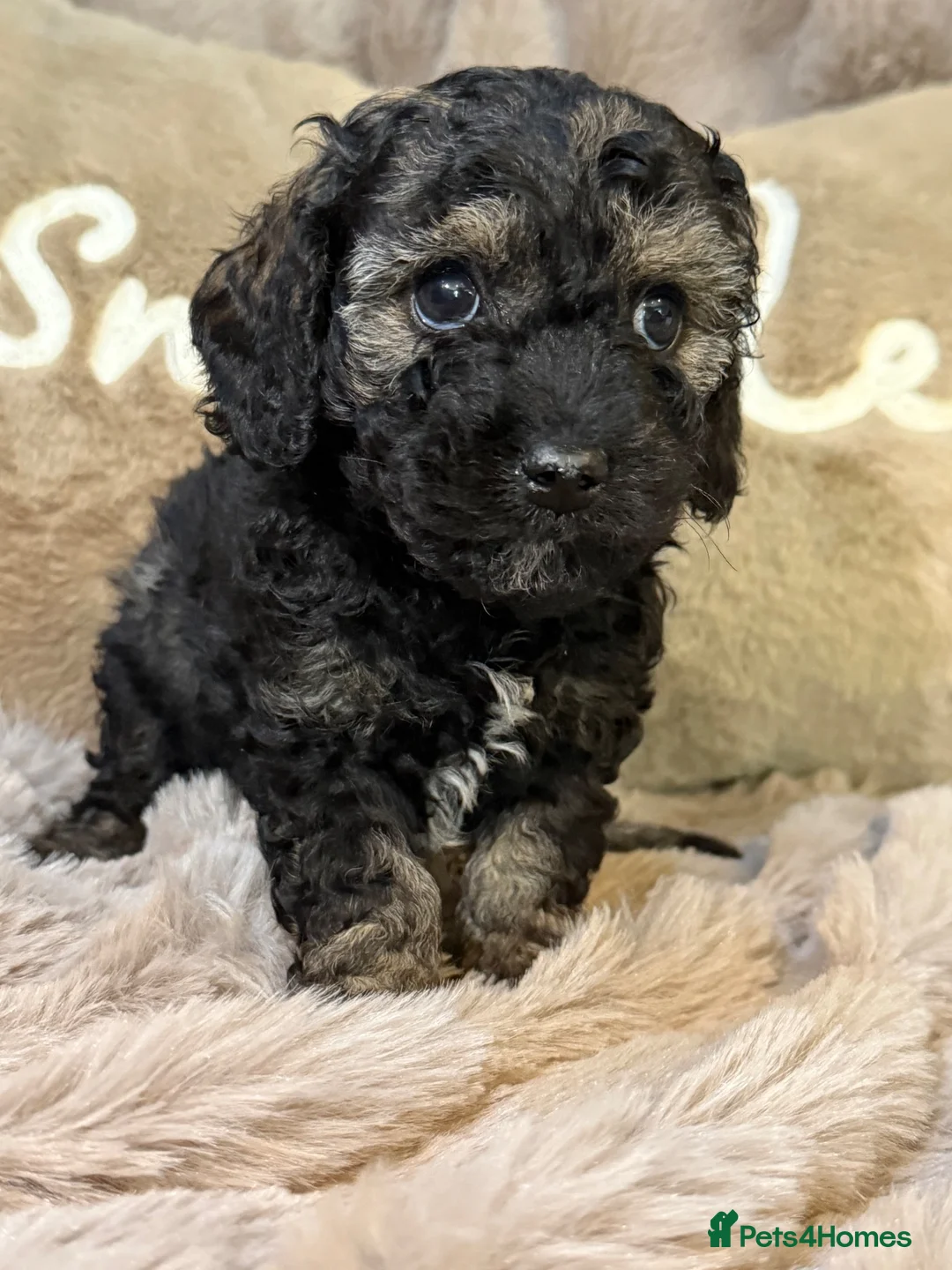Cavapoochon dogs for sale: Stunning Cavapoochon  - Advert 2