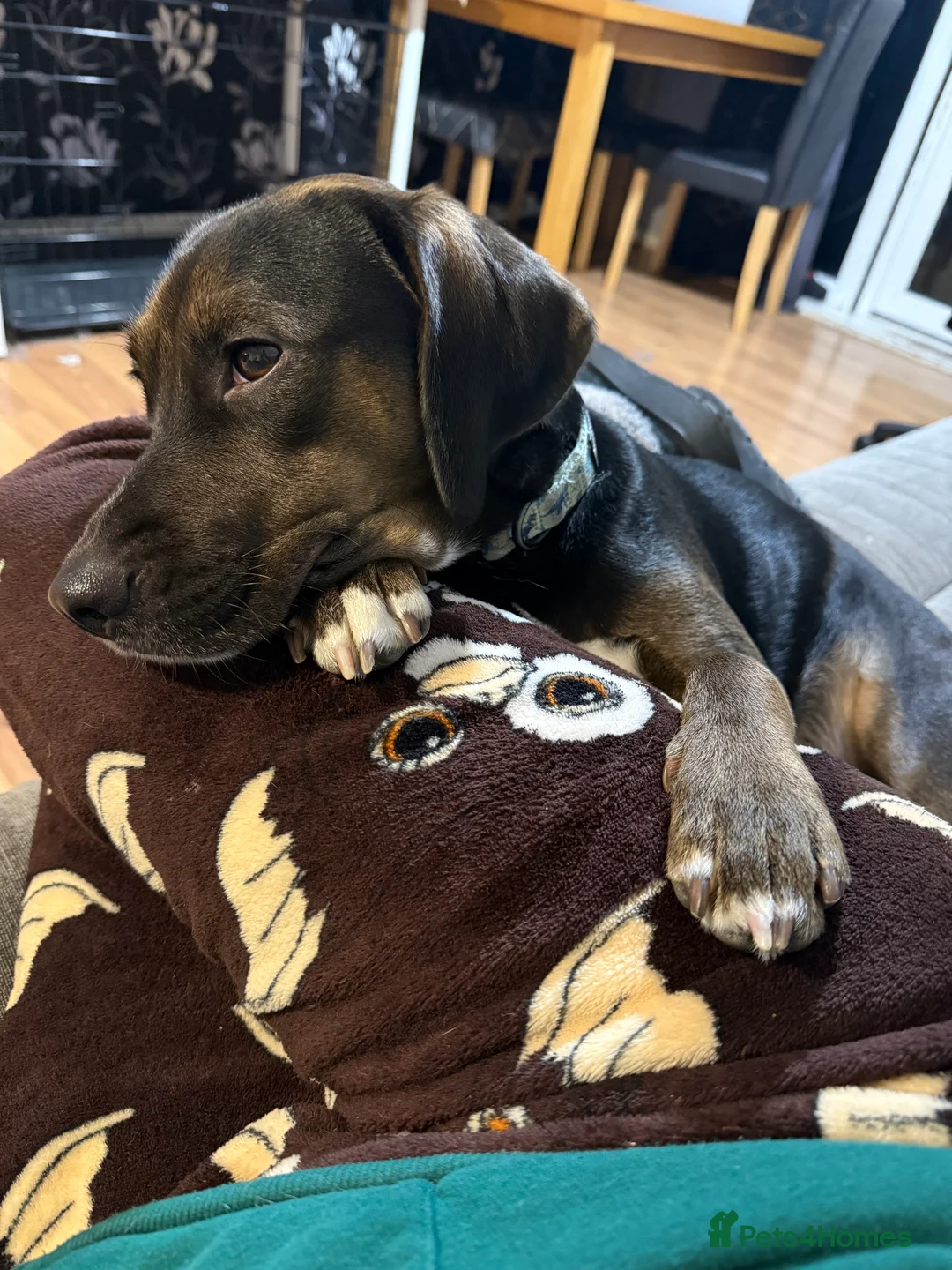 Mixed Breed dogs for sale: Spaniel cross Dacshund Boy 2 years old - Advert 2