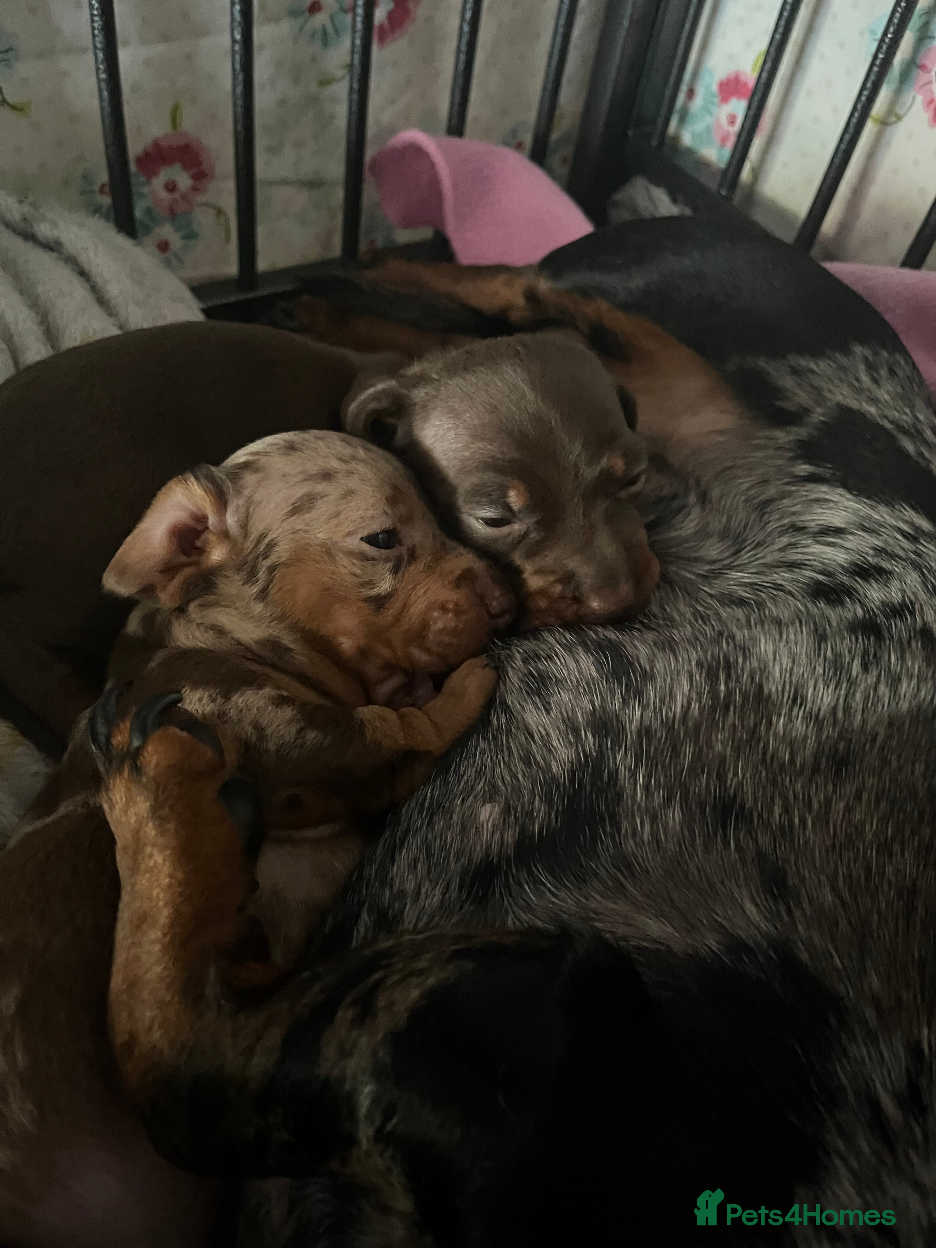 Miniature Dachshund dogs Sweet princess brown and tan miniature daushund🩷 - Advert 5