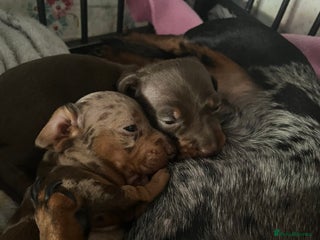 Miniature Dachshund dogs Sweet princess brown and tan dachshund 🩷 - Advert 1