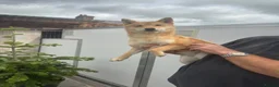 Japanese Shiba Inu dogs for sale: 3 beautiful Shiba Inu girls  - Advert 4