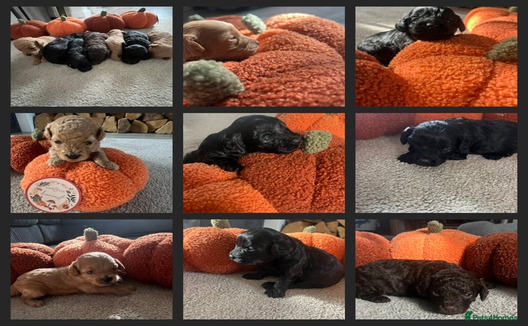 Cavapoo dogs - Advert 8