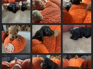 Cavapoo dogs - Advert 5