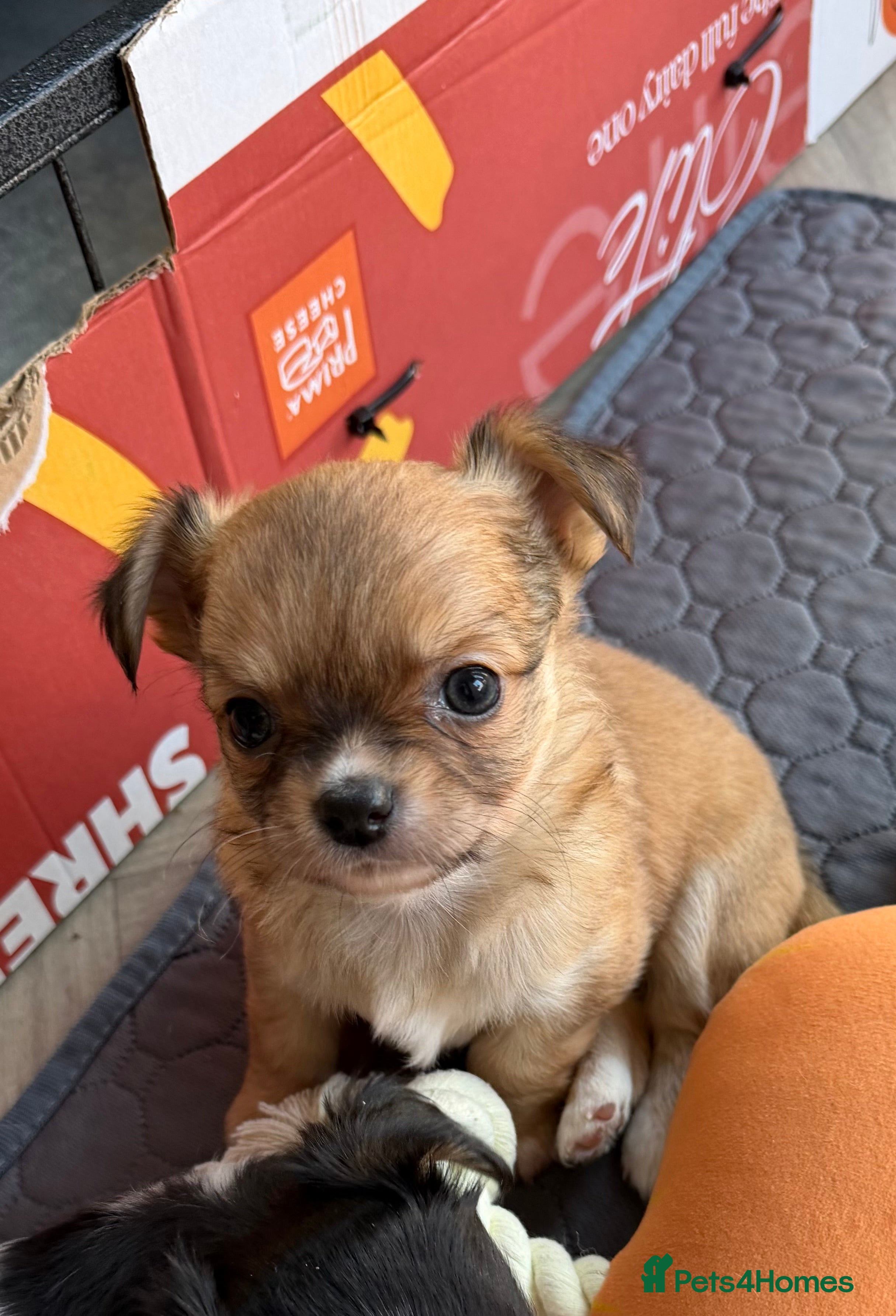 Chihuahua dogs Chihuahua pups looking for there home  - Advert 10