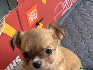 Chihuahua dogs Chihuahua pups looking for there home - Advert 10