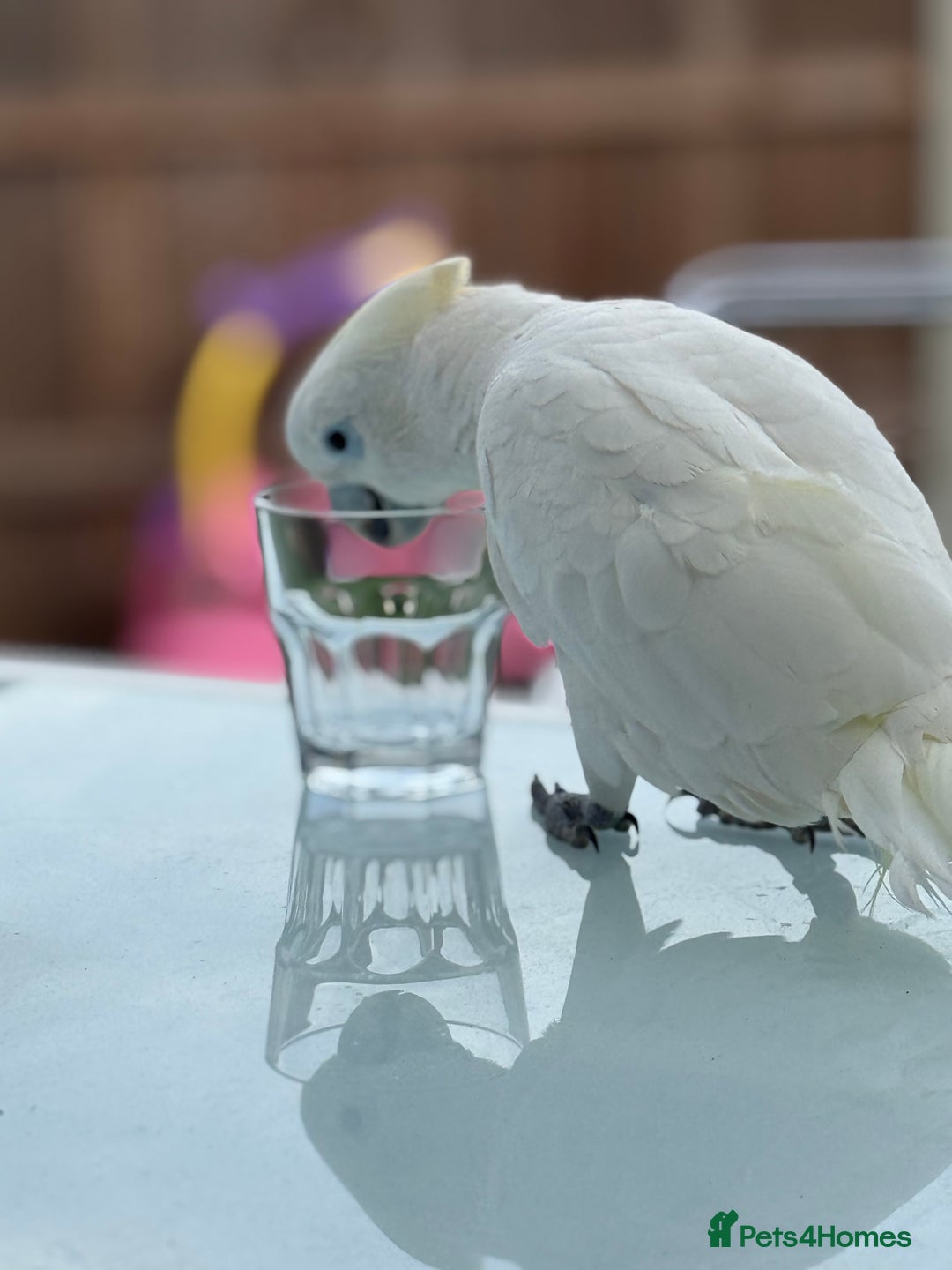 Cockatoo birds for sale: My Beautiful Hand Raised Boys  - Advert 3