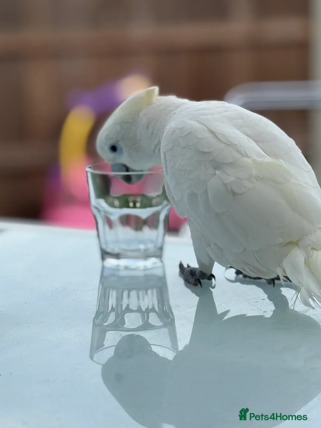 Cockatoo birds for sale: My Beautiful Hand Raised Boys  - Advert 3