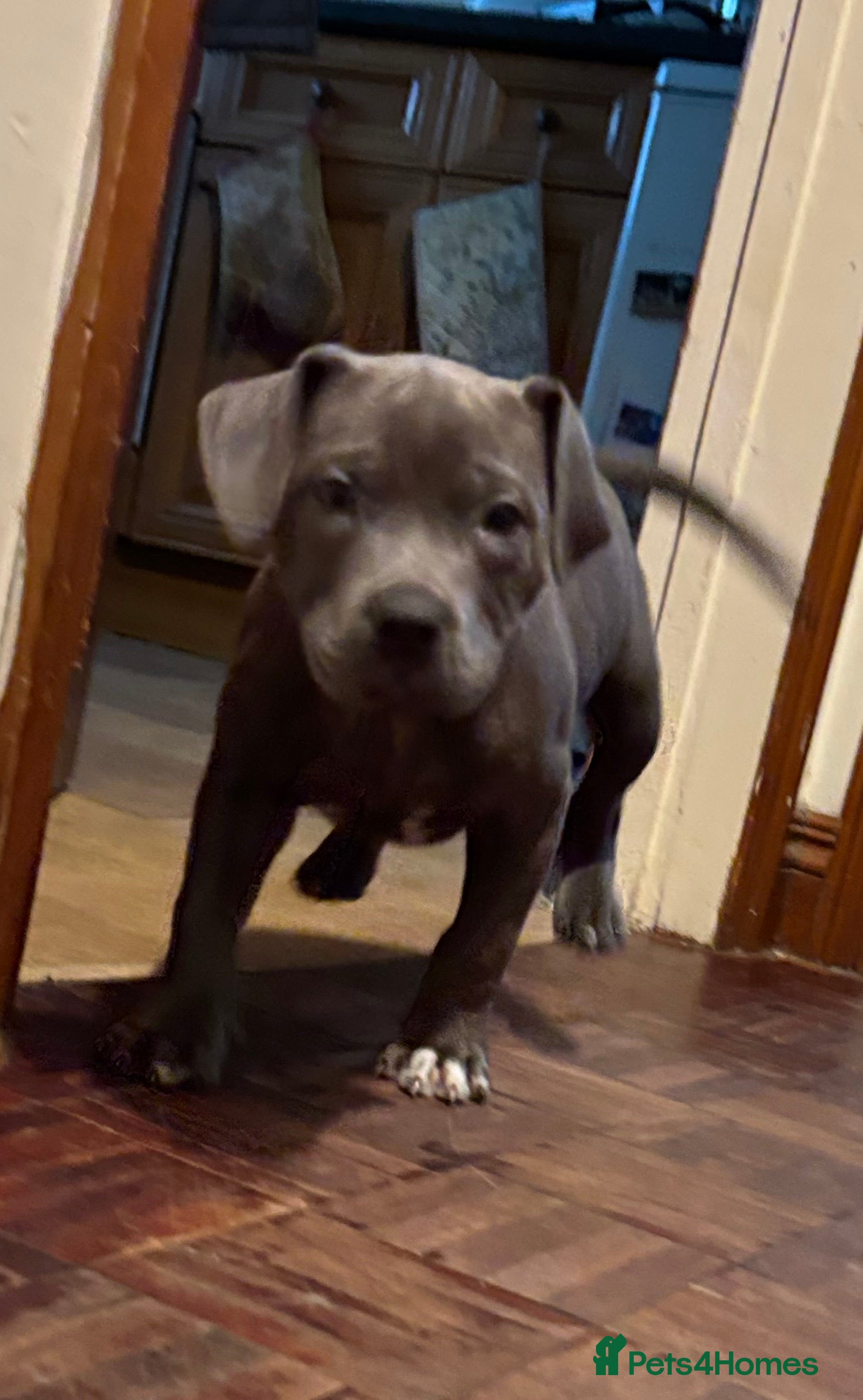 Staffordshire Bull Terrier dogs Quality Blue Health Tested  - Advert 2