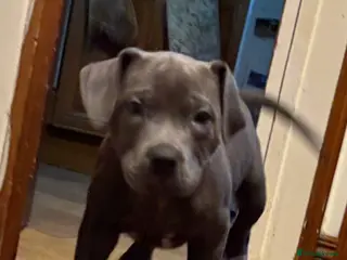 Staffordshire Bull Terrier dogs Quality Blue Health Tested - Advert 15