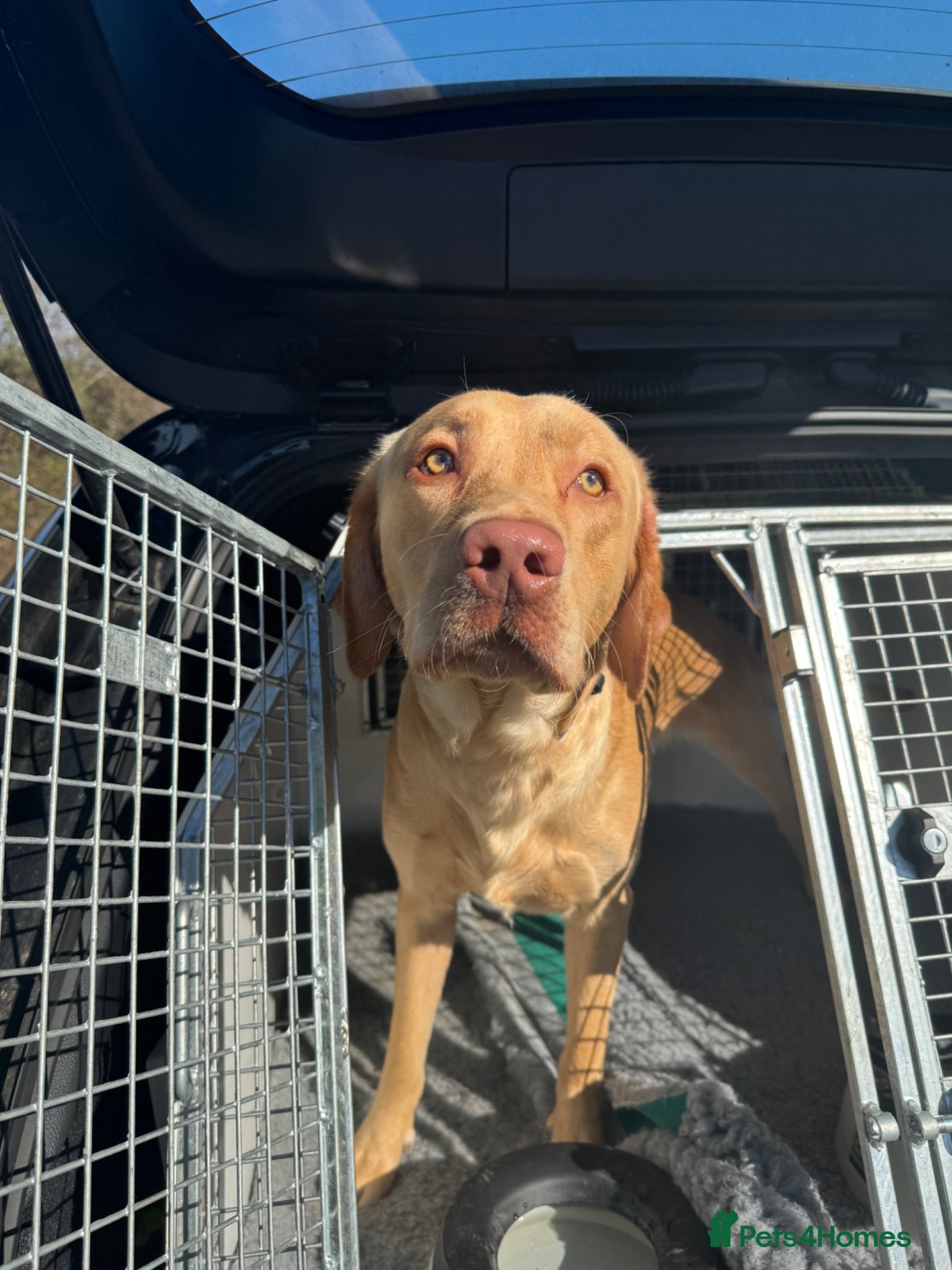 Labrador Retriever dogs Max the Labrador  - Advert 8