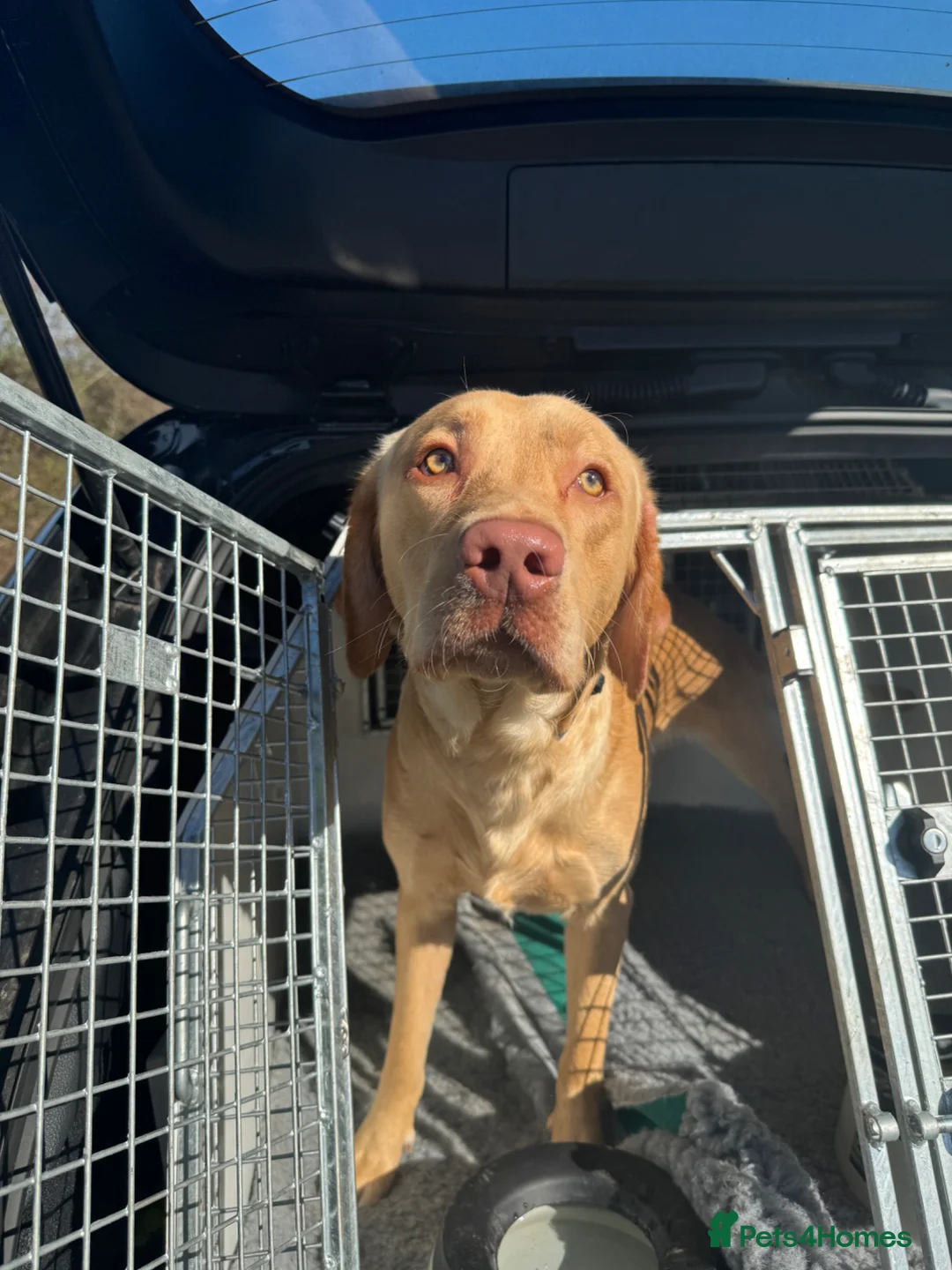 Labrador Retriever dogs for sale: Max the Labrador  - Advert 1