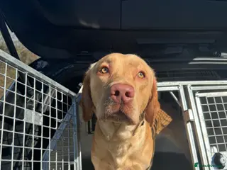 Labrador Retriever dogs Max the Labrador - Advert 4