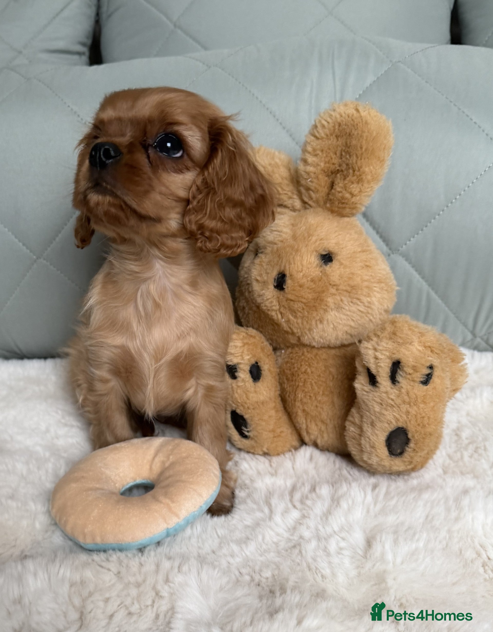 Cavalier King Charles Spaniel dogs Cavalier King Charles Spaniel Puppies KC Reg - Advert 8